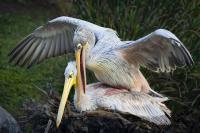 Playful Pelicans�